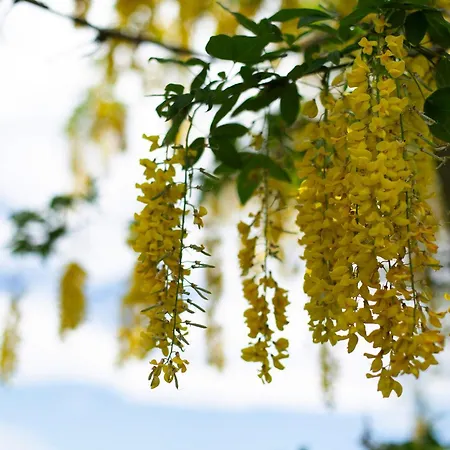 Tinyhaus 1 Ferienhaus Schöllnach