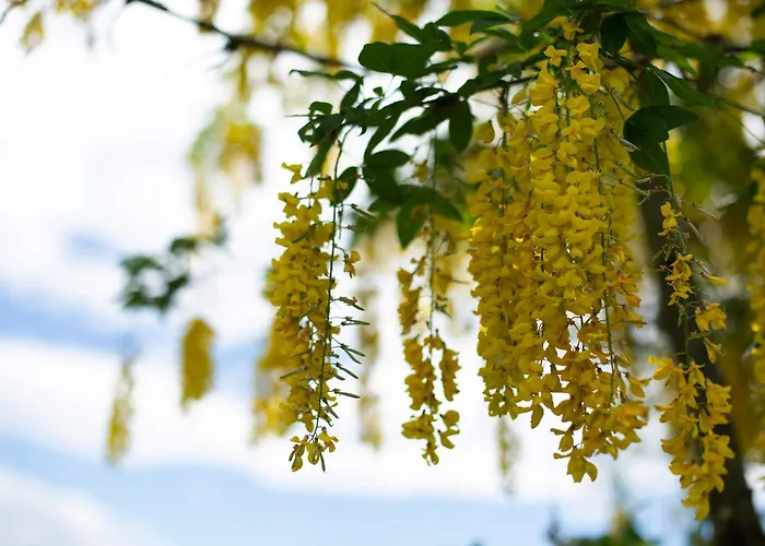 Tinyhaus 1 Ferienhaus Schöllnach