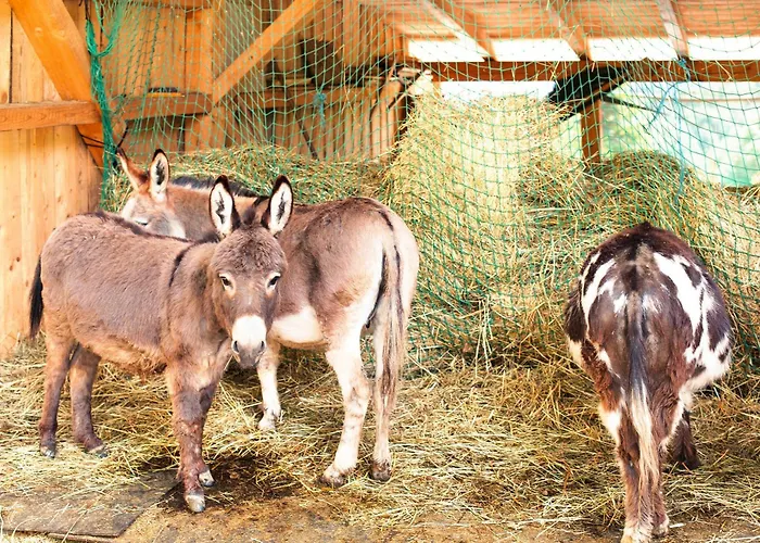 Tinyhaus 1 Nyaraló Schöllnach